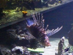 Haus des Meeres 4.02.2026